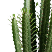 Nahaufnahme der hohen Triebe von Euphorbia trigona mit dornigen, beblätterten Rippen