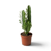 Euphorbia trigona mit mehreren hohen, aufrechten Trieben im Terrakottatopf