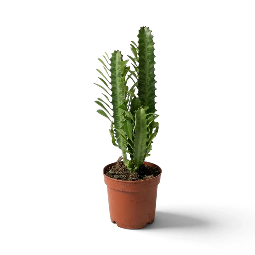 Euphorbia trigona mit mehreren hohen, aufrechten Trieben im Terrakottatopf