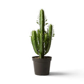 Verzweigte Euphorbia trigona mit beblätterten grünen Trieben im schwarzen Topf