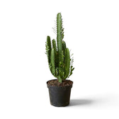 Hohe Euphorbia trigona mit mehreren säulenförmigen, gerippten grünen Trieben im schwarzen Topf