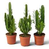Drei Euphorbia trigona in Töpfen mit unterschiedlich verzweigten Trieben