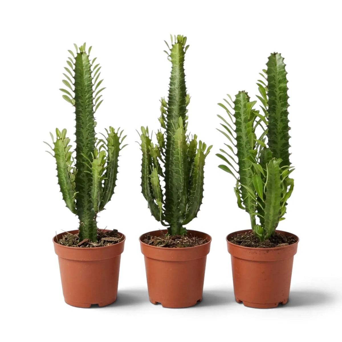 Drei Euphorbia trigona mit aufrechten, beblätterten Trieben in Terrakottatöpfen