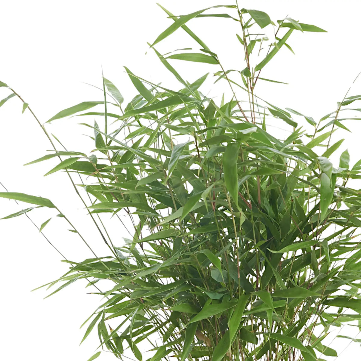 Fargesia robusta 'Formidable'