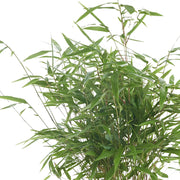 Fargesia robusta 'Formidable' bamboo foliage detail with slender green leaves on white background.