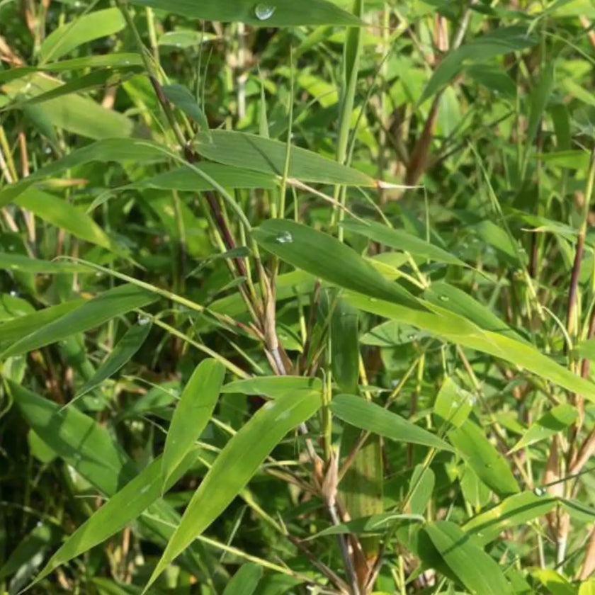 Fargesia 'Rufa' – Blattdetail vor weißem Hintergrund..