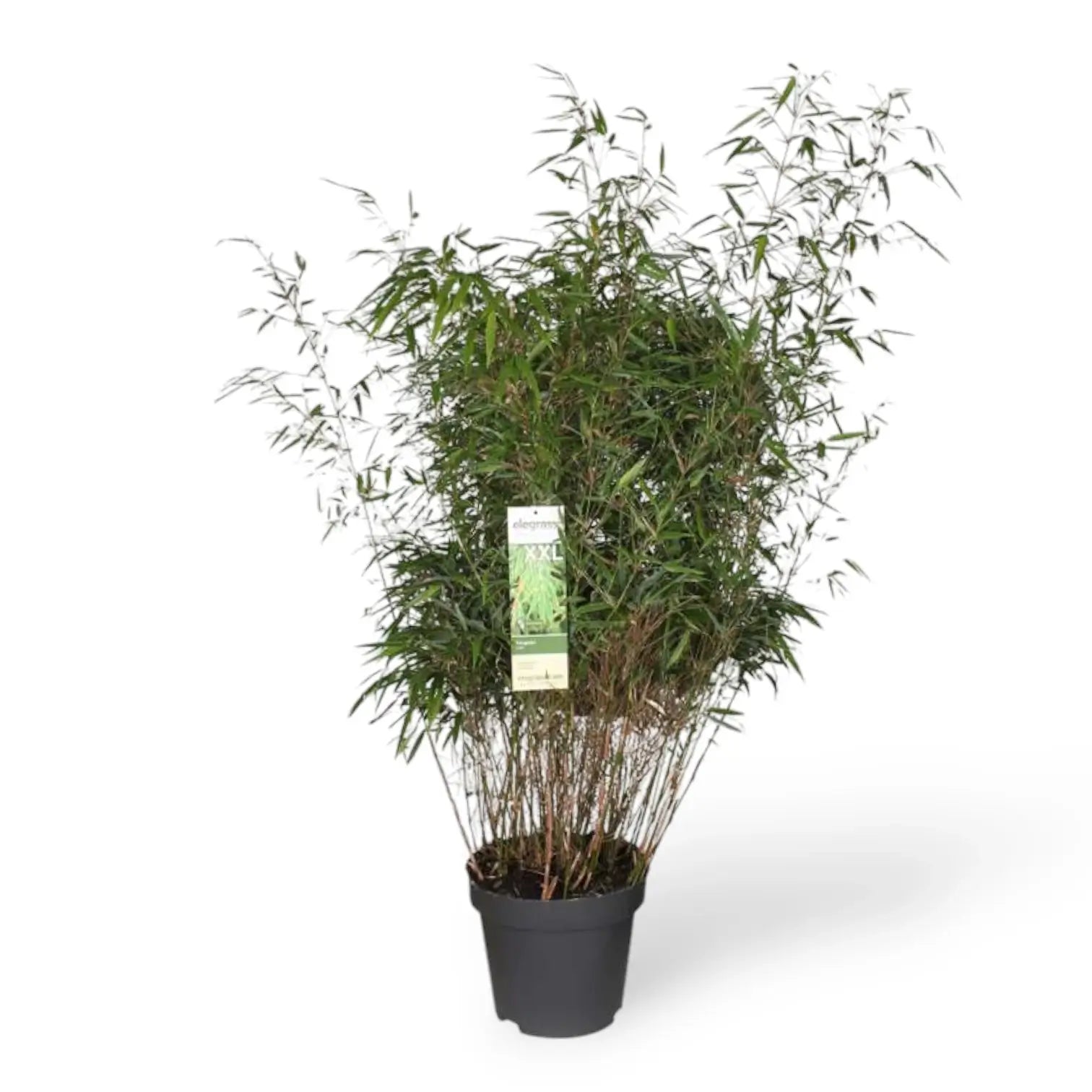 Fargesia 'Rufa' potted plant in nursery pot on white background.