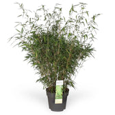 Fargesia 'Rufa' potted plant in nursery pot on white background.