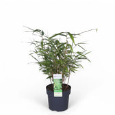 Fargesia 'Rufa' potted plant in nursery pot on white background.