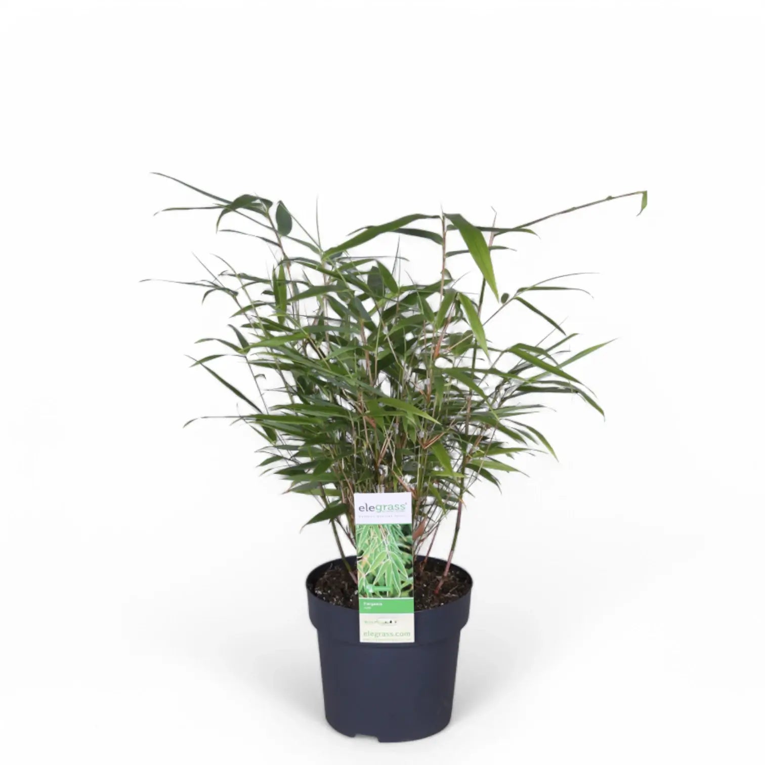 Fargesia 'Rufa' potted plant in nursery pot on white background.