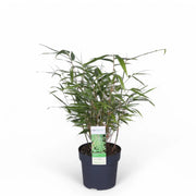 Fargesia 'Rufa' potted plant in nursery pot on white background.