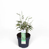 Fargesia 'Rufa' potted plant in nursery pot on white background.