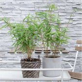 Fargesia 'Rufa' potted plant in nursery pot on white background.