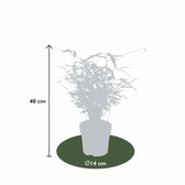 Fargesia 'Rufa' potted plant in nursery pot on white background.