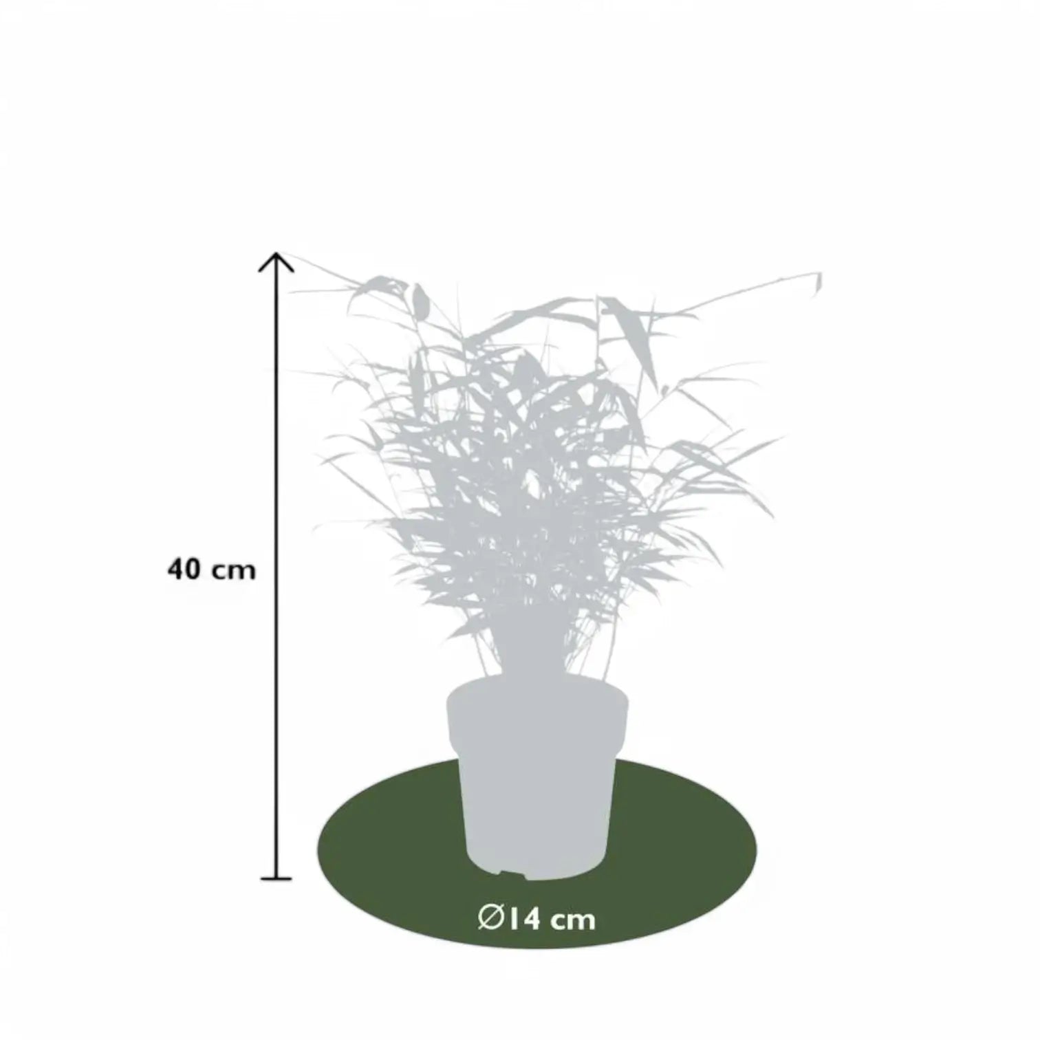 Fargesia 'Rufa' potted plant in nursery pot on white background.
