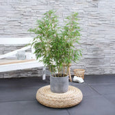 Fargesia 'Rufa' potted plant in nursery pot on white background.