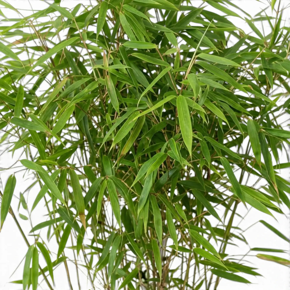 Blattdetail von Fargesia rufa mit schmalen spitzen Blättern entlang feiner Bambustriebe