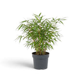 Mittelgroße Fargesia rufa mit dichtem Laub aus schmalen Blättern an fein verzweigten Halmen