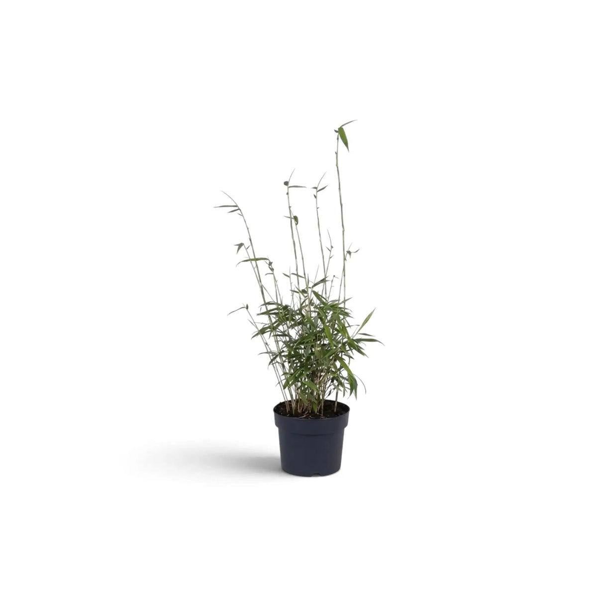 Kleine Fargesia rufa mit einem kompakten Horst aus feinen Halmen und beblätterten Seitentrieben