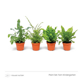 Fern Kindergarten plant set with four young ferns lined up in nursery pots