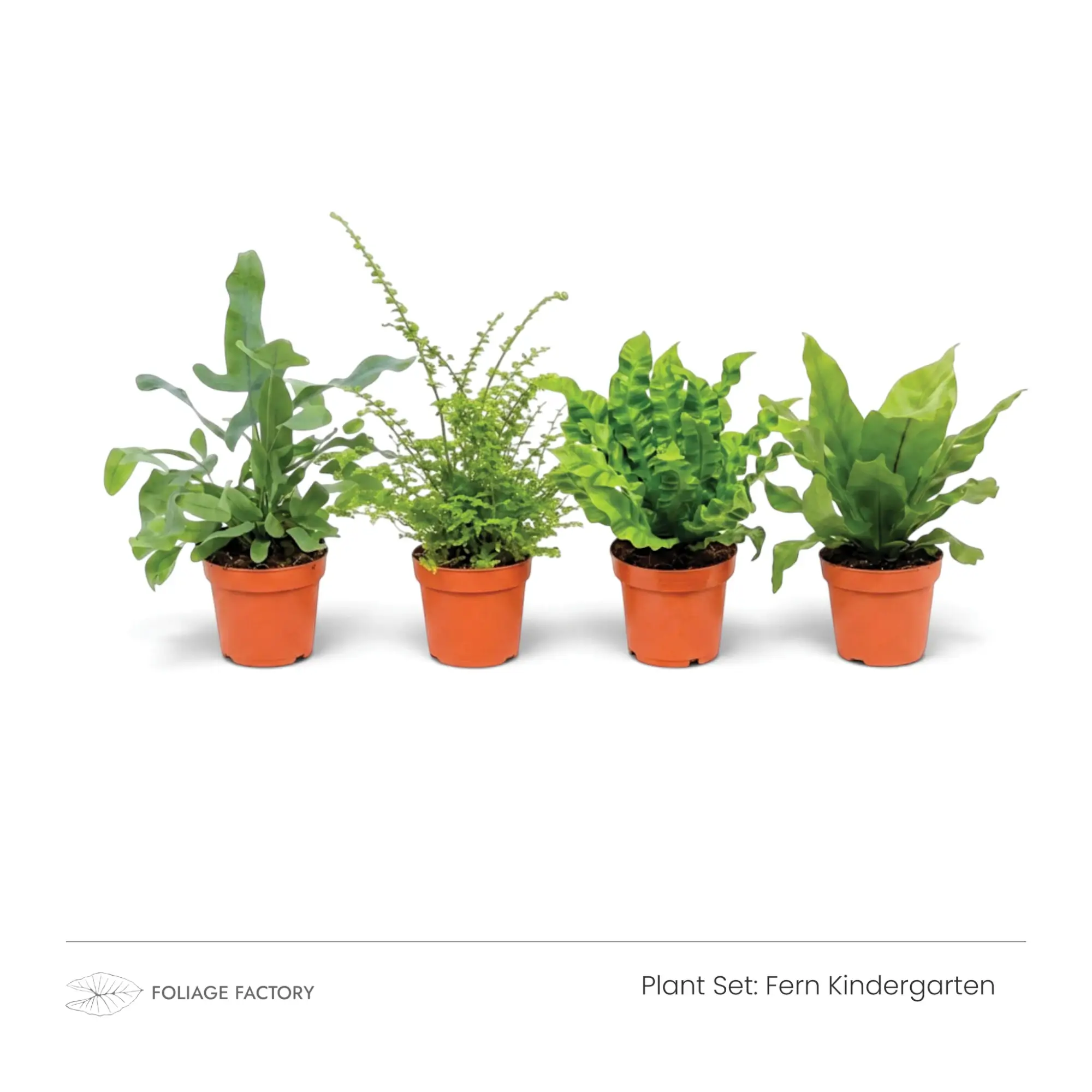 Fern Kindergarten plant set with four young ferns lined up in nursery pots