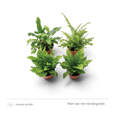 Four Fern Kindergarten plants with varied frond shapes viewed from above