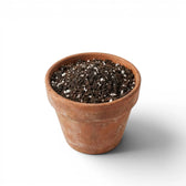 Terracotta pot with Fern potting mix n a white background