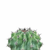 Ferocactus schwarzii close-up of leaf on white background.