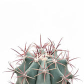 Ferocactus stainesii leaf detail on white background.