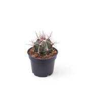 Ferocactus stainesii potted plant in nursery pot on white background.