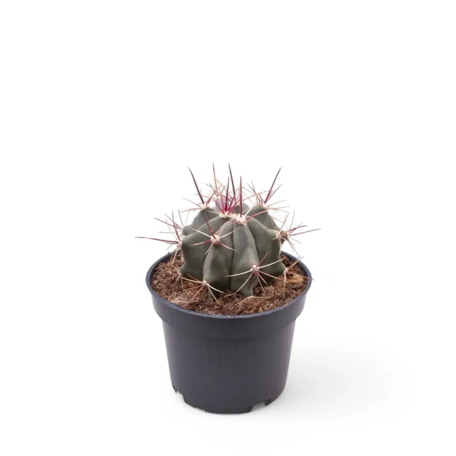 Ferocactus stainesii potted plant in nursery pot on white background.