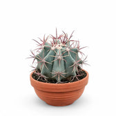 Ferocactus stainesii potted plant in nursery pot on white background.