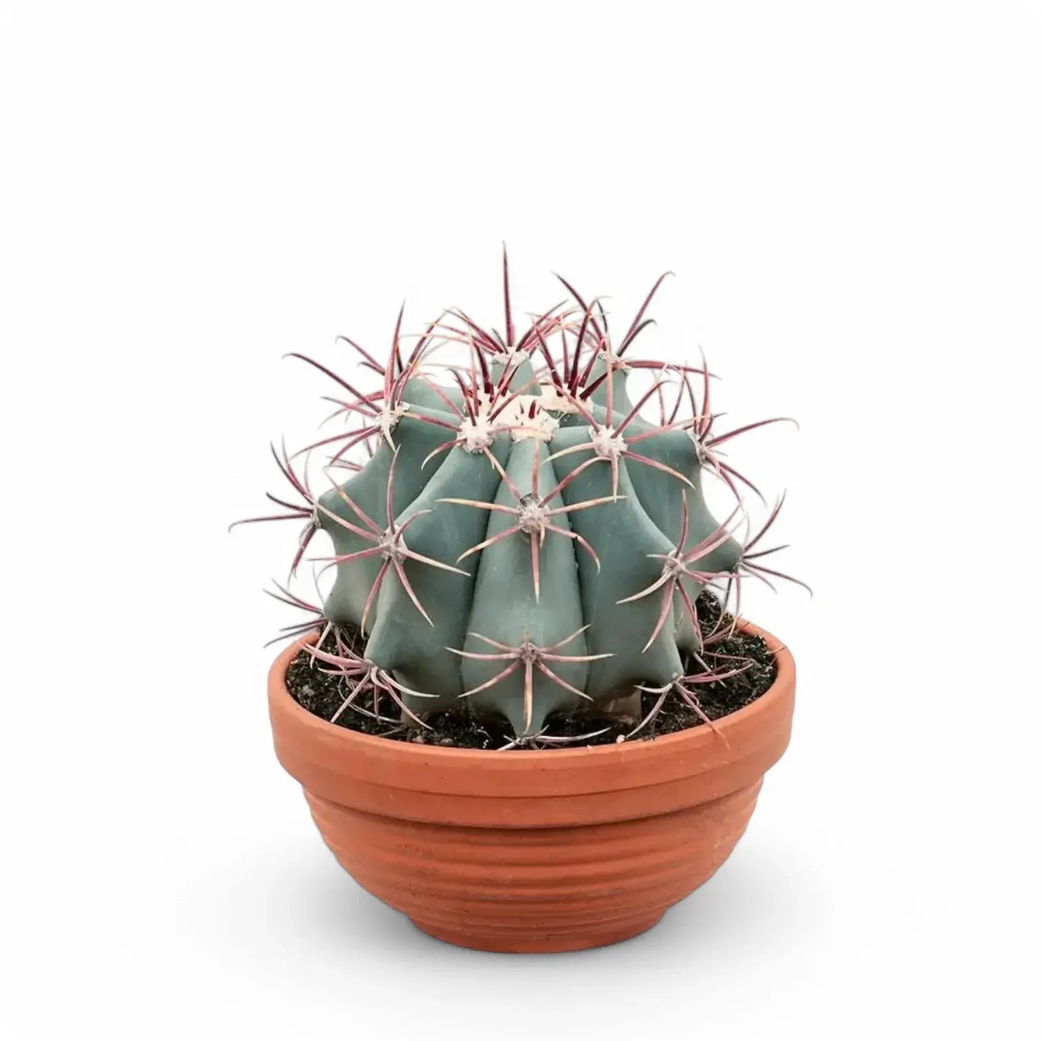 Ferocactus stainesii potted plant in nursery pot on white background.