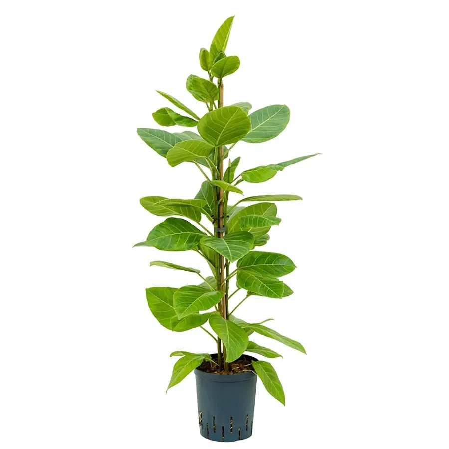 Ficus altissima 'Yellow Gem' potted plant in nursery pot on white background.