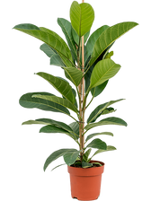 Ficus americana 'Tresor' potted plant in nursery pot on white background.