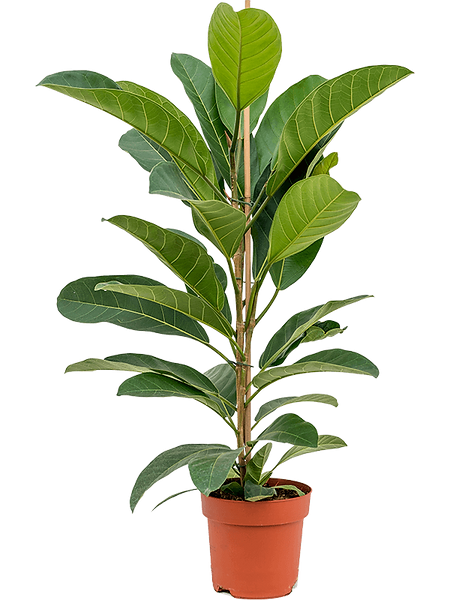 Ficus americana 'Tresor' potted plant in nursery pot on white background.