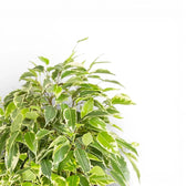 Ficus benjamina 'Kinky' potted plant in nursery pot on white background.