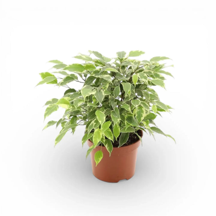 Ficus benjamina 'Kinky'