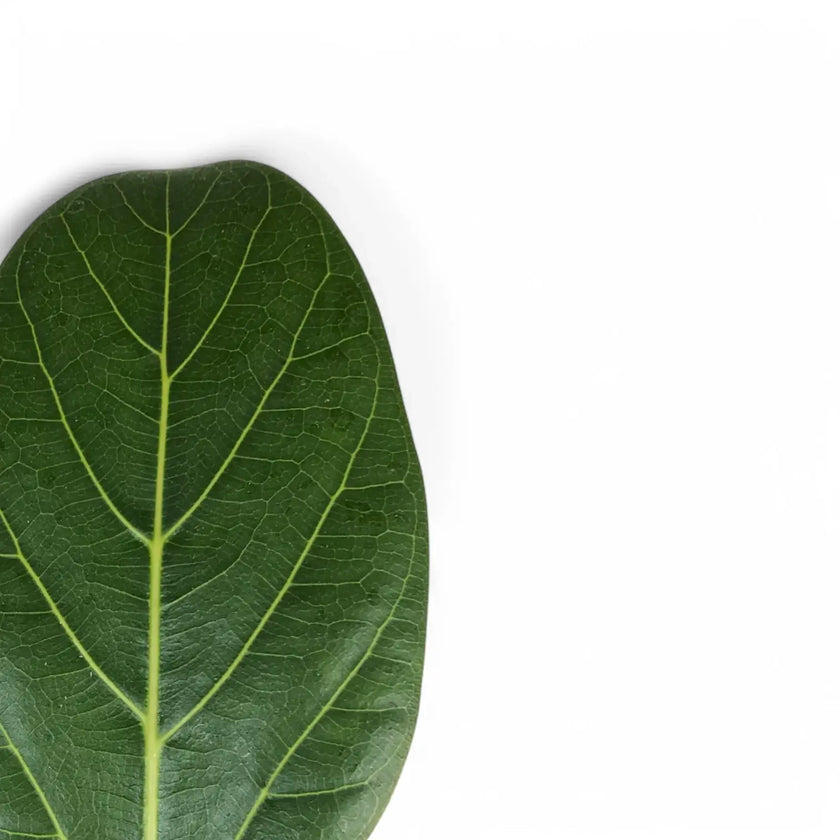 Ficus benghalensis 'Audrey' – Blattdetail vor weißem Hintergrund..