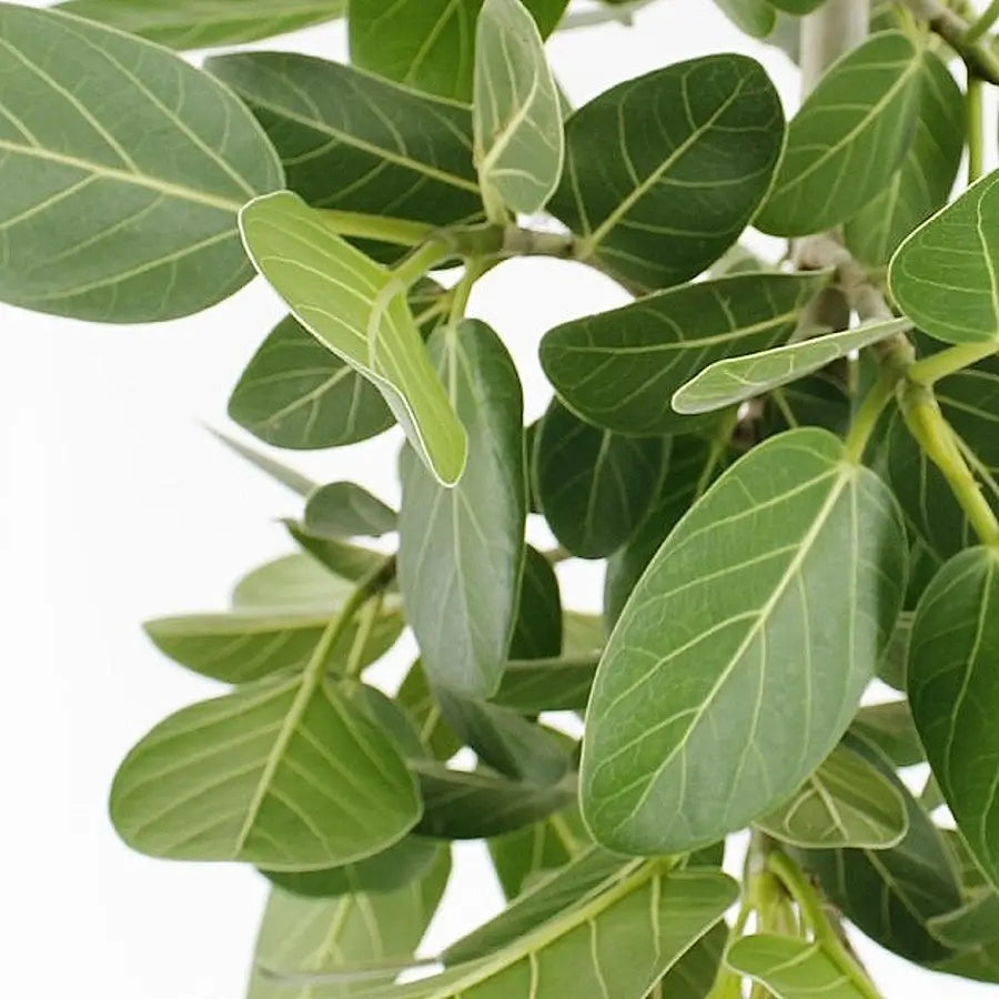 Ficus benghalensis 'Petite Audrey' leaf close-up on white background.