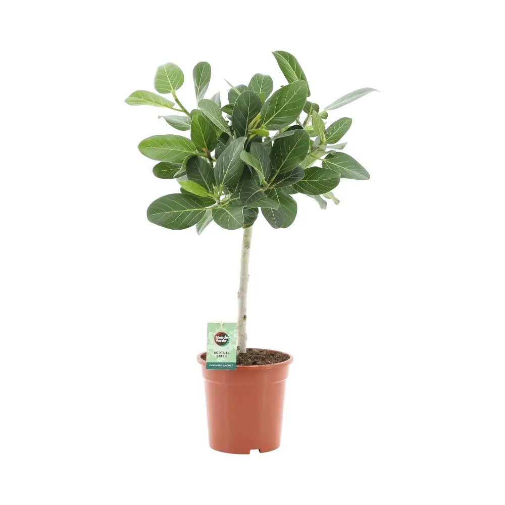 Ficus benghalensis 'Petite Audrey' potted plant in nursery pot on white background.