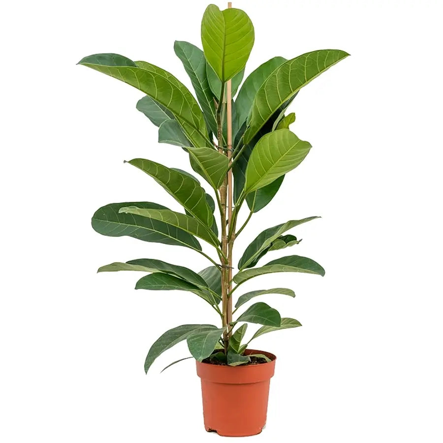 Ficus benghalensis 'Roy' potted plant in nursery pot on white background.