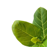 Ficus benghalensis 'Sunshine' close-up of leaf on white background.