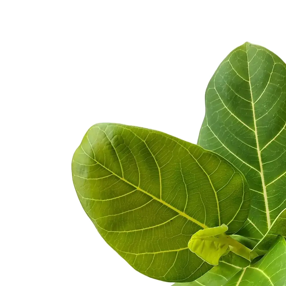 Ficus benghalensis 'Sunshine' close-up of leaf on white background.