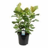 Ficus benghalensis 'Sunshine' potted plant in nursery pot on white background.