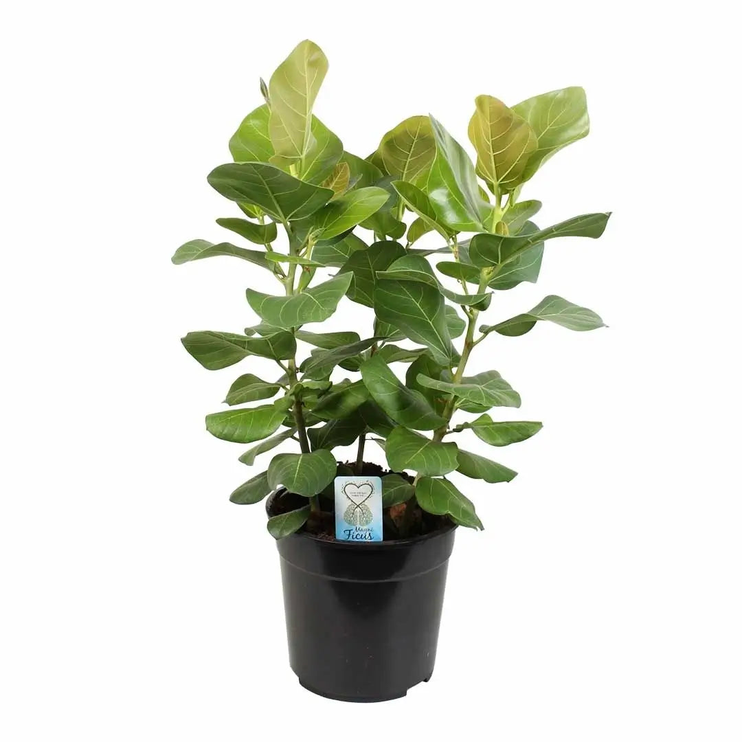Ficus benghalensis 'Sunshine' potted plant in nursery pot on white background.