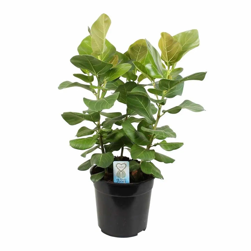 Ficus benghalensis 'Sunshine' Zimmerpflanze im Anzuchttopf vor weißem Hintergrund, Produktfoto 2.