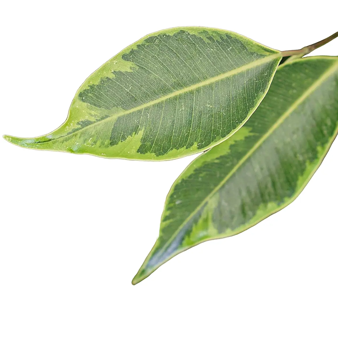 Ficus benjamina 'Anastasia' – Blattdetail vor weißem Hintergrund..