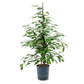 Ficus benjamina 'Danita' potted plant in nursery pot on white background.