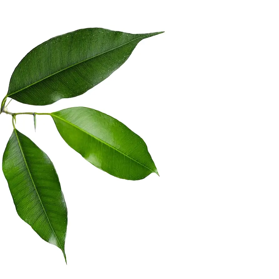 Ficus benjamina 'Exotica' leaf detail on white background.